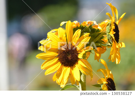 Insects on sunflowers 130538127