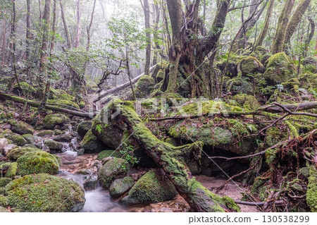 屋久島國立公園的苔蘚森林和山谷(冬季) 屋久島國立公園的苔蘚森林和山谷(冬季) 130538299