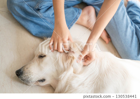 大型犬（金毛）耳朵清潔（寵物護理及衛生管理） 130538441