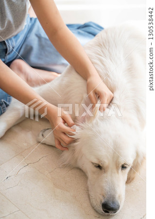 Cleaning the ears of a large dog (golden retriever) (pet care and hygiene management) 130538442