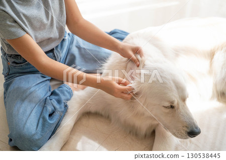 Cleaning the ears of a large dog (golden retriever) (pet care and hygiene management) 130538445