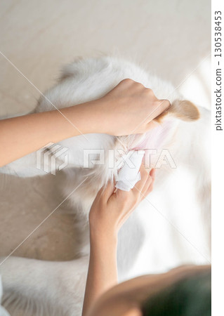 Cleaning the ears of a large dog (golden retriever) (pet care and hygiene management) Cleaning the ears of a large dog (golden retriever) (pet care and hygiene management) 130538453