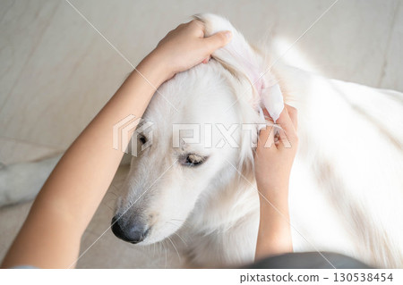 大型犬（金毛）耳朵清潔（寵物護理及衛生管理） 130538454