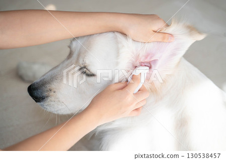Cleaning the ears of a large dog (golden retriever) (pet care and hygiene management) 130538457