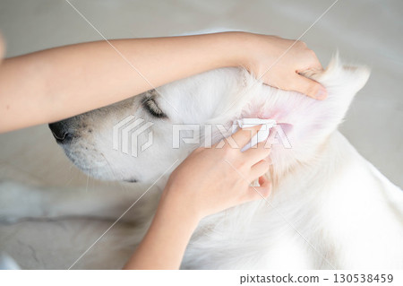 大型犬(金毛)耳朵清潔(寵物護理及衛生管理) 大型犬(金毛)耳朵清潔(寵物護理及衛生管理) 130538459