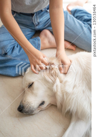 Cleaning the ears of a large dog (golden retriever) (pet care and hygiene management) Cleaning the ears of a large dog (golden retriever) (pet care and hygiene management) 130538464