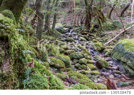 Mossy forests and valleys in Yakushima National Park (winter) Mossy forests and valleys in Yakushima National Park (winter) 130538478