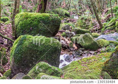 日本最美的苔蘚森林與山谷：屋久島國立公園（冬季） 130538484