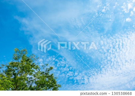 Blue sky, clouds and grove Blue sky, clouds and grove 130538668