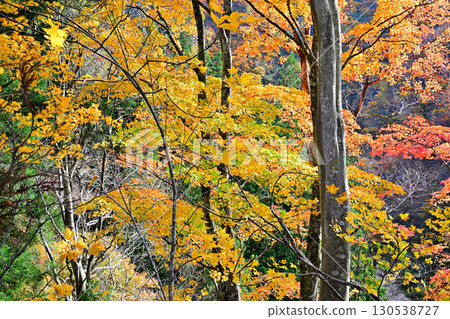 Autumn in Japan: Autumn leaves on the forest floor, Tokamachi City, Niigata Prefecture 130538727