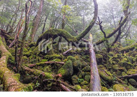 Japan's most beautiful moss forest: Yakushima National Park (Winter) Japan's most beautiful moss forest: Yakushima National Park (Winter) 130538755