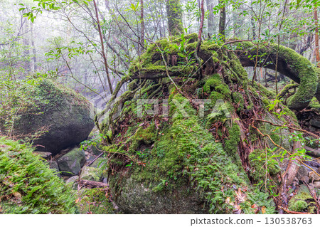 屋久島國立公園的苔蘚森林和山谷(冬季) 屋久島國立公園的苔蘚森林和山谷(冬季) 130538763