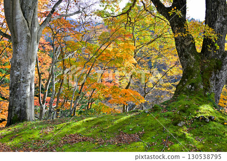 日本的秋天：新潟縣十日町市森林地上的秋葉 130538795