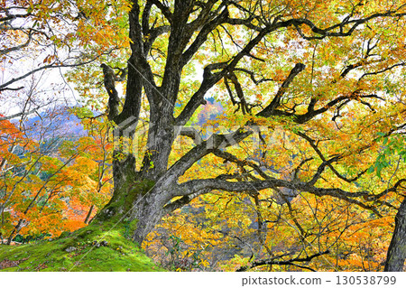 日本的秋天:新潟縣十日町市森林地上的秋葉 日本的秋天:新潟縣十日町市森林地上的秋葉 130538799