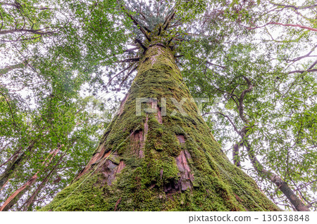 苔蘚森林與屋久杉,屋久島國家公園(冬季) 苔蘚森林與屋久杉,屋久島國家公園(冬季) 130538848