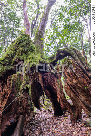 屋久島國立公園屋久杉樹樁（冬季） 130538947