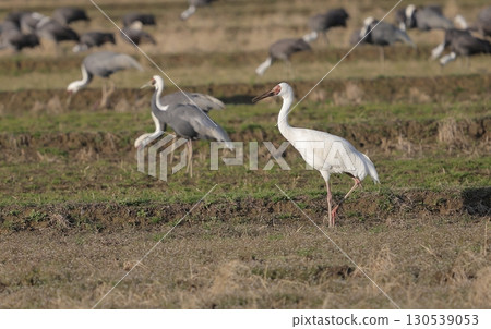 Adult Siberian Crane Adult Siberian Crane 130539053