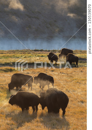 Herd of bison in the Hayden Valley of Yellowstone National Park. 130539070