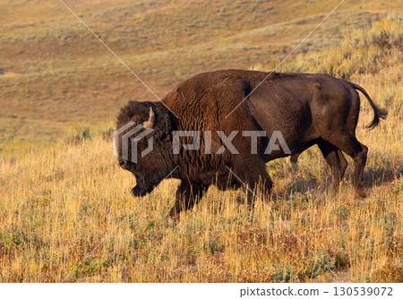 Bison in Yellowstone National Park, USA. 130539072