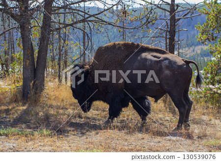 Male bison in the forest of Yellowstone National Park. Male bison in the forest of Yellowstone National Park. 130539076