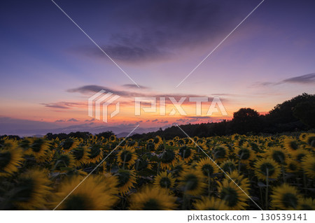 Sunflower field in the morning glow Sunflower field in the morning glow 130539141