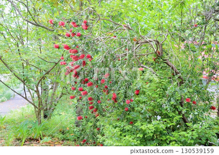 Vivid bottlebrush flowers 130539159