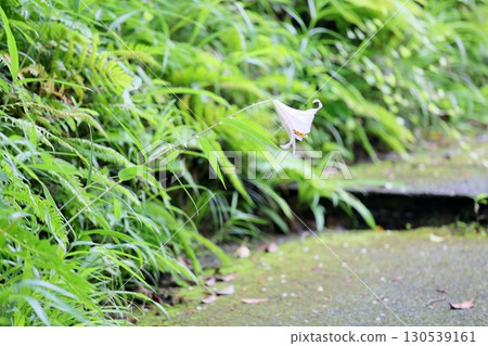 清爽的日本百合花 清爽的日本百合花 130539161