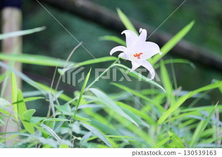 Refreshing lily flower 130539163
