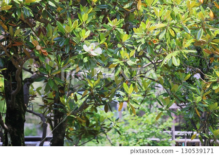 Refreshing Magnolia grandiflora flowers 130539171
