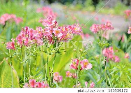 華麗的六出花 華麗的六出花 130539172
