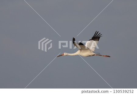 Adult Siberian Crane in flight 130539252