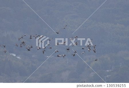 White-naped and Hooded Cranes Flying in Flocks White-naped and Hooded Cranes Flying in Flocks 130539255