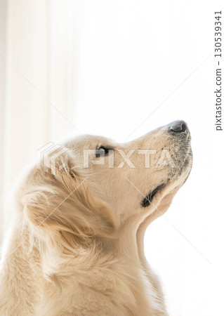 黃金獵犬側面（優雅而平靜的表情） 130539341