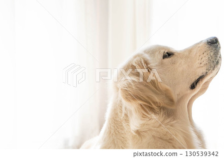 黃金獵犬側面（優雅而平靜的表情） 130539342