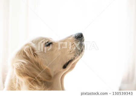 黃金獵犬側面（優雅而平靜的表情） 130539343