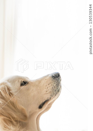 Golden retriever profile (elegant and calm expression) Golden retriever profile (elegant and calm expression) 130539344