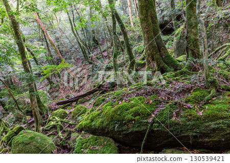 苔蘚森林屋久島國立公園（冬季） 130539421