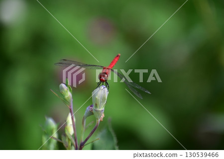 蜻蜓 130539466