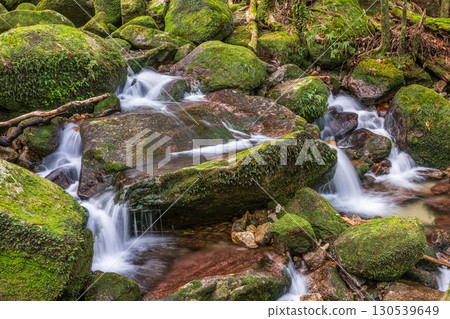 A magnificently flowing valley in Yakushima National Park (winter) 130539649