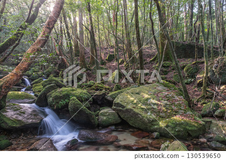 Mossy forests and valleys in Yakushima National Park (winter) Mossy forests and valleys in Yakushima National Park (winter) 130539650