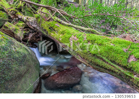 屋久島國立公園內壯麗的溪谷（冬季） 130539653