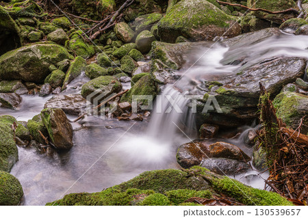 Yakushima Offshore Alpine Forest (Winter) - A mossy mountain stream valley where gods reside 130539657