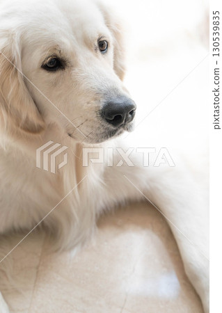 A portrait of a gentle-looking golden retriever (large dog) 130539835