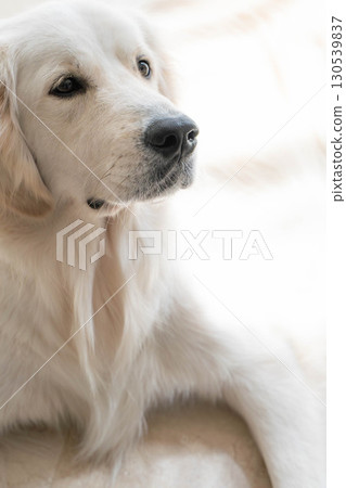 一隻溫馴的黃金獵犬(大型犬)的肖像 一隻溫馴的黃金獵犬(大型犬)的肖像 130539837