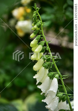 Foxglove after the rain Foxglove after the rain 130539865