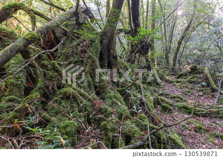 寂靜森林屋久島國立公園（冬季 130539871