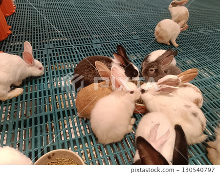 White rabbit group feeding on pellet food in indoor pen with blue plastic flooring, gentle scene of pet care and calm interaction 130540797