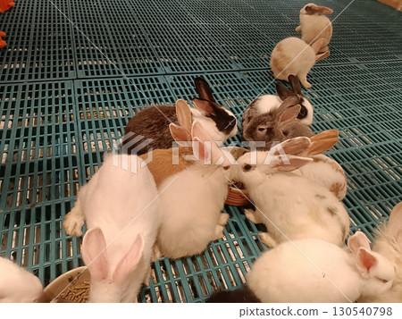 Young rabbit feeding scene with multiple bunny hutch grid floor and warm light, playful group eating from bowl and resting together in cozy indoor pen 130540798