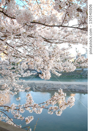 金澤市（石川縣）西川沿岸的櫻花盛開 130540806