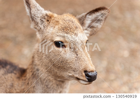 The Japanese City of Nara The Japanese City of Nara 130540919